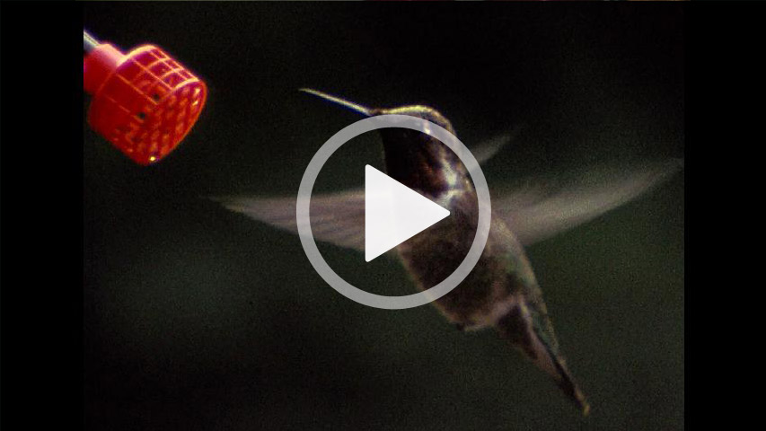 riprese ravvicinate, Super-8, natura, FilmFix, campione trasferimento